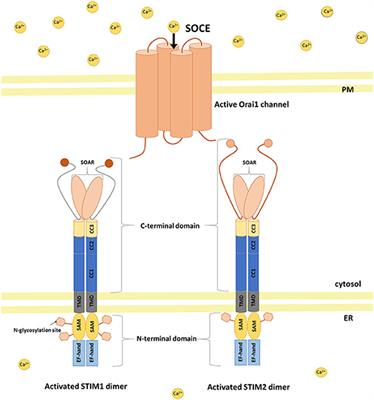 Target Molecules of STIM Proteins in the Central Nervous System